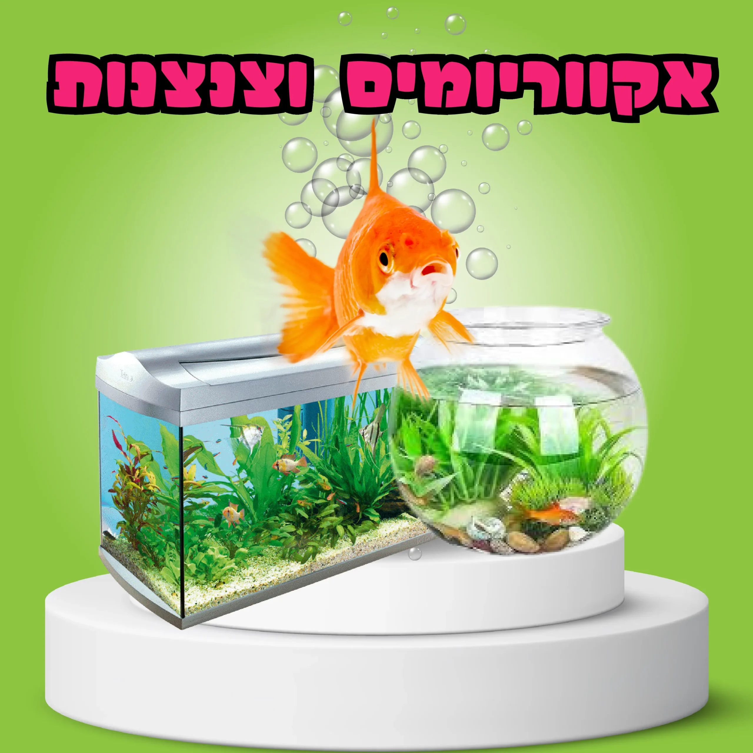 אקווריומים וצנצנות